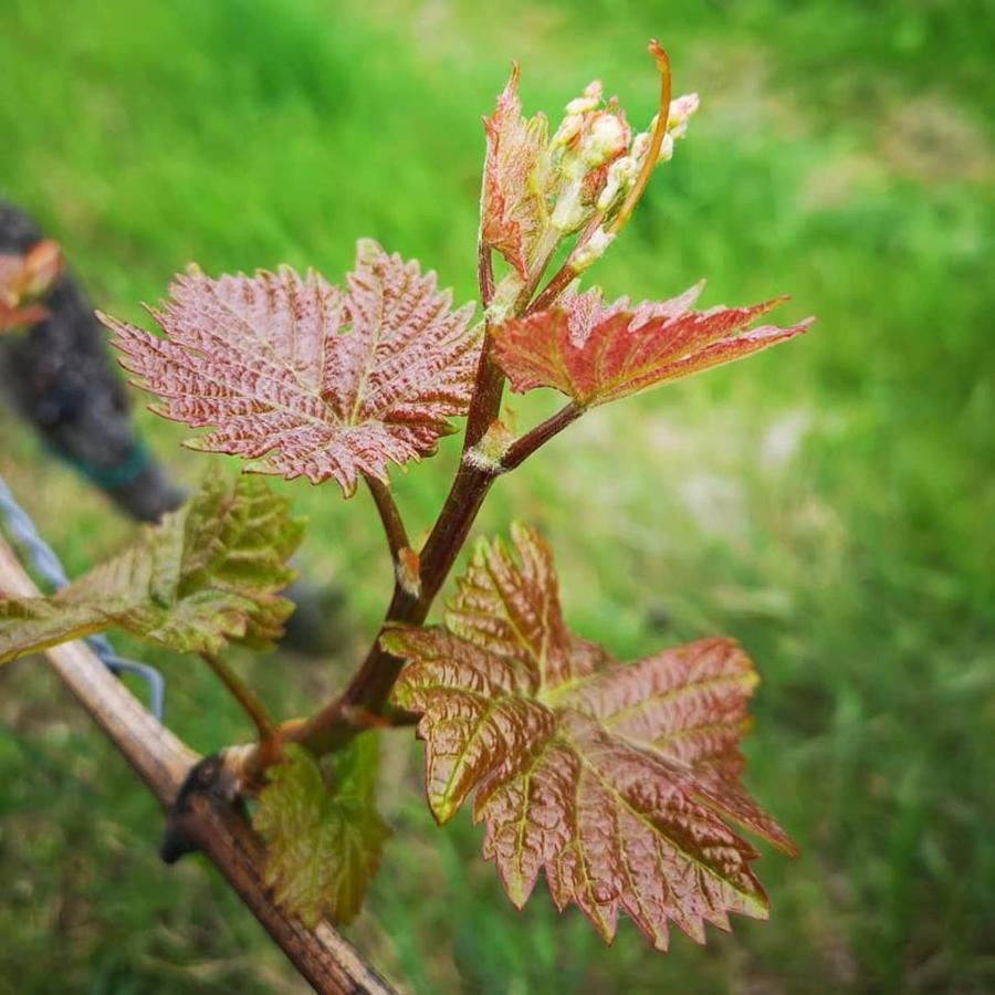 Weingut Albert, Familie Cramer Bed & Breakfast Kitzeck im Sausal Luaran gambar